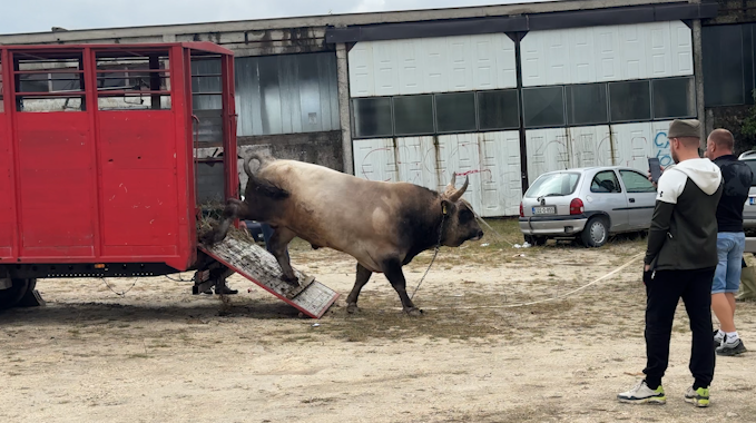 “Kočićev zbor”: Borba bikova i padobranci podgrijali atmosferu