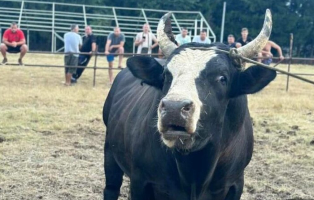 Bik pobjednik Kočićevog zbora prodat za sumu za koju se može kupiti stan