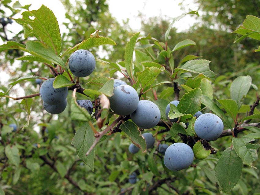 Velika potražnja za šljivama