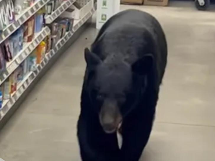 Medvjed napao staricu u prodavnici