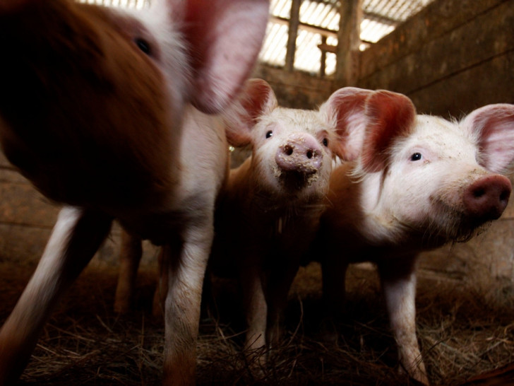 Svinjska kuga u Srpcu!