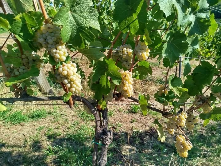 Dođi, uberi i uživaj: Vinogradi kod Laktaša zovu volontere na berbu grožđa!