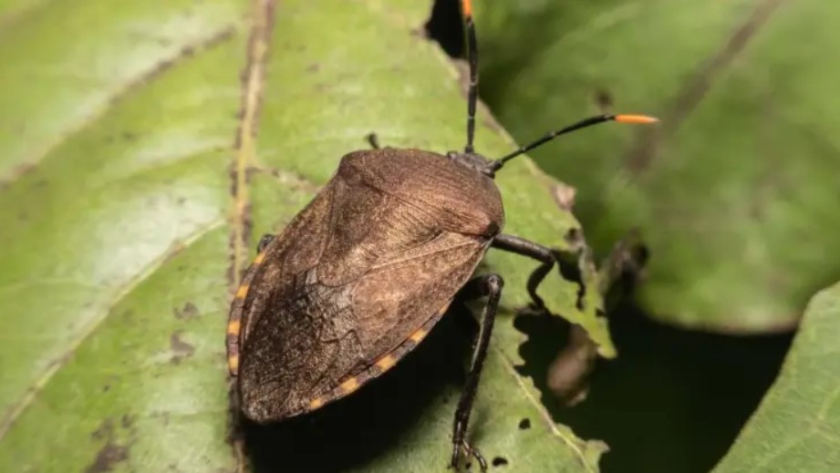 Azijske stjenice pričinjavaju veliku štetu u voćnjacima u RS