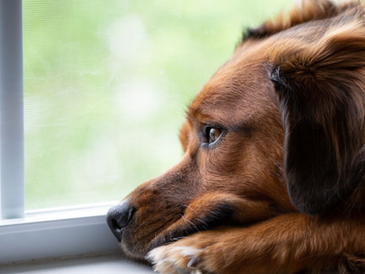 Njemačka: Psi donijeli rekordan prihod u budžet