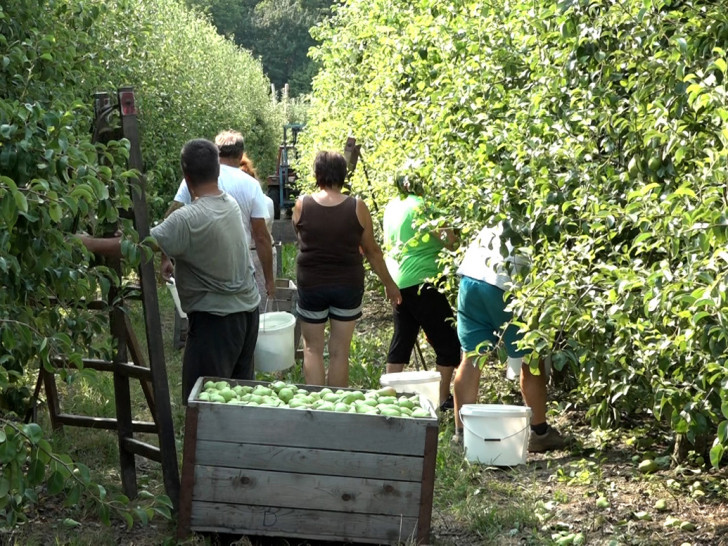 Srpska priprema zakon koji će uvesti red u angažovanje sezonaca