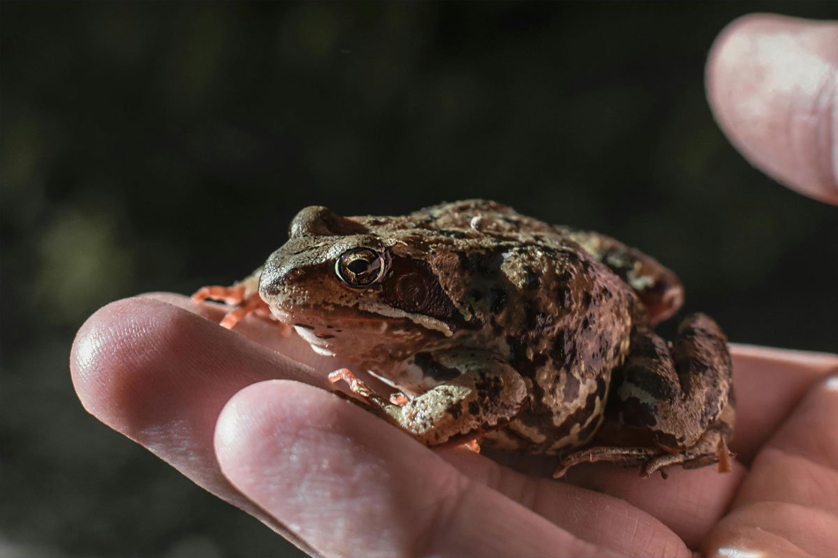 Opasan trend stigao u Evropu, izdato upozorenje: “Ne ližite žabe”