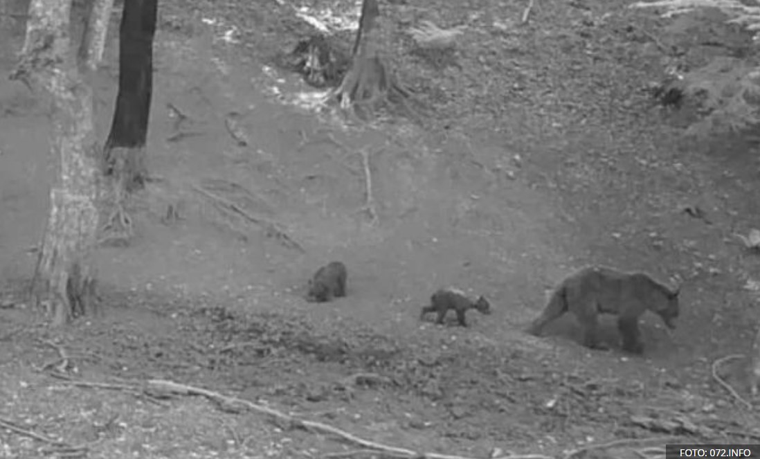 Ovim područjem u BiH se kreću medvjedi, mogu biti agresivni