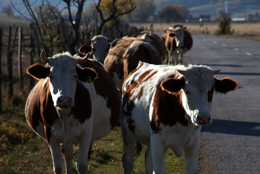 Mladić (18) iz Livna umro nakon što su BMW-om udarili u krave