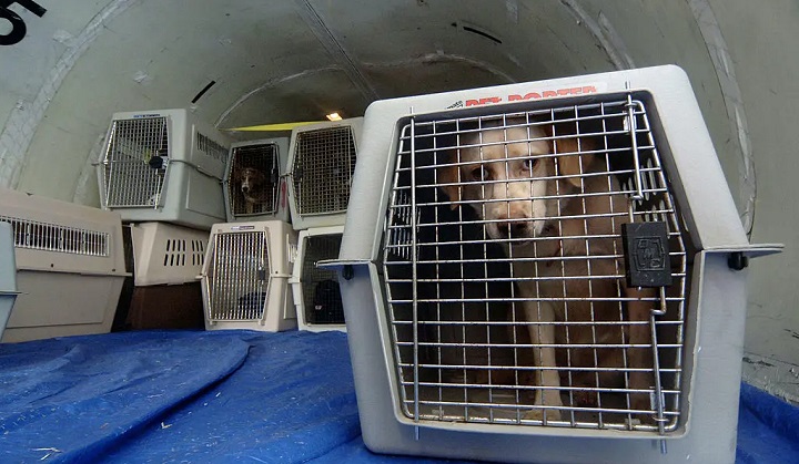 Sud EU: Kućni ljubimci spadaju pod prtljag u avionskom prevozu