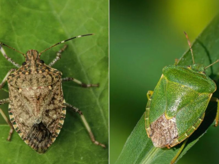 Zelene i smeđe smrdibube nisu iste: Stručnjaci otkrivaju koja vrsta ulazi u domove