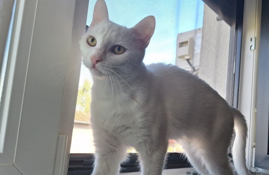 NESTALA BIJELA MAČKA LUNA Vlasnici nude nagradu za njen pronalazak