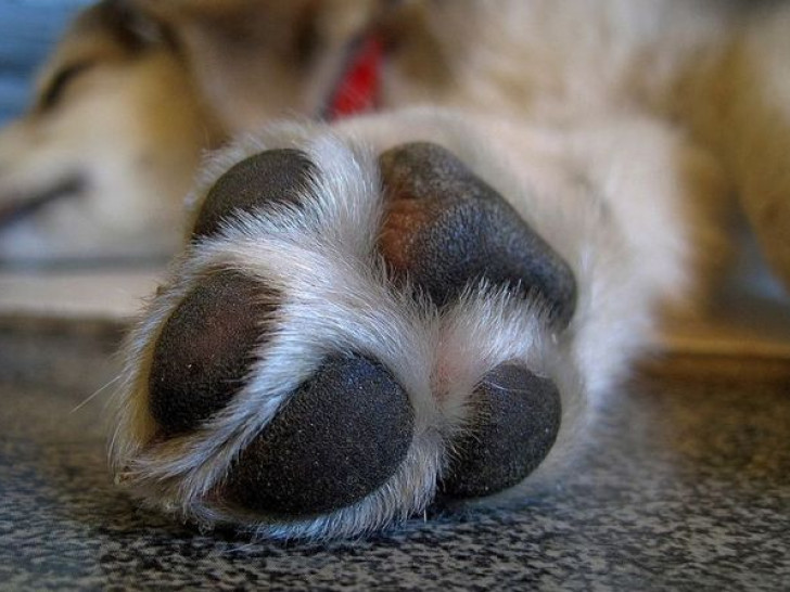 Pas upucan u dvorištu porodične kuće