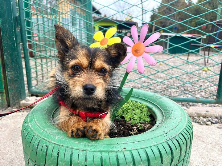 Španija donijela istorijske reforme: Kućni ljubimci su sada članovi porodice, ne imovina