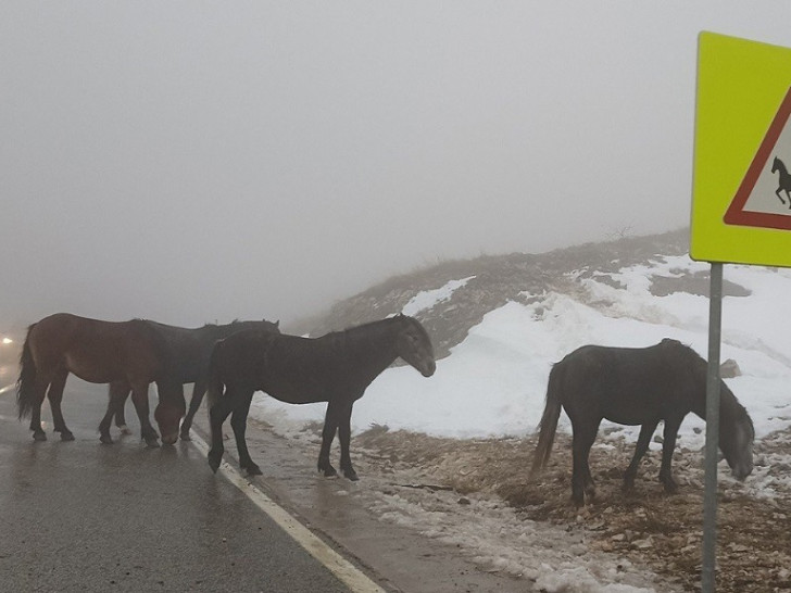 Vozači oprez, divlji konji preko Romanije!