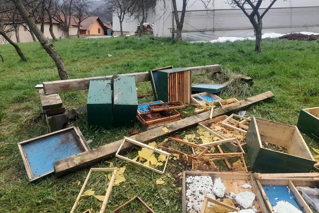 Medvjed napravio haos u BiH: Uništen pčelinjak i košnice (VIDEO)