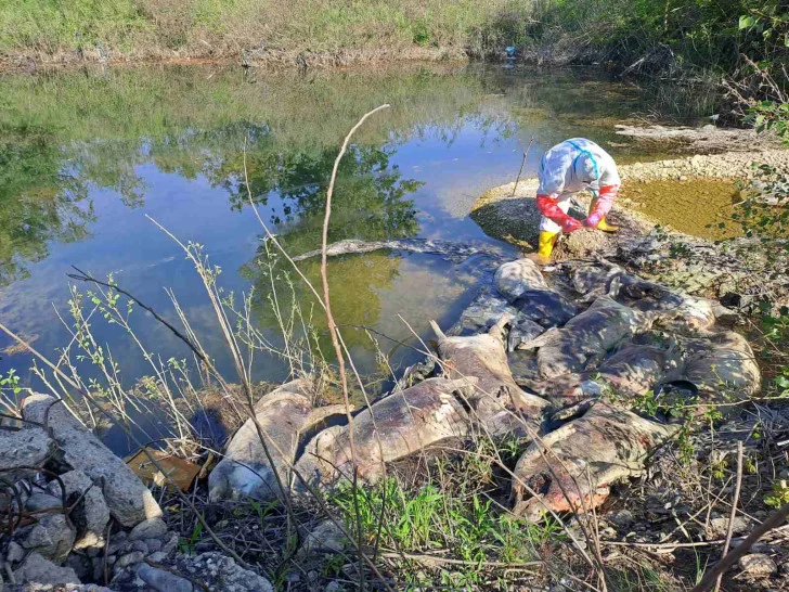 Na obali Drine pronađeno 10 uginulih svinja