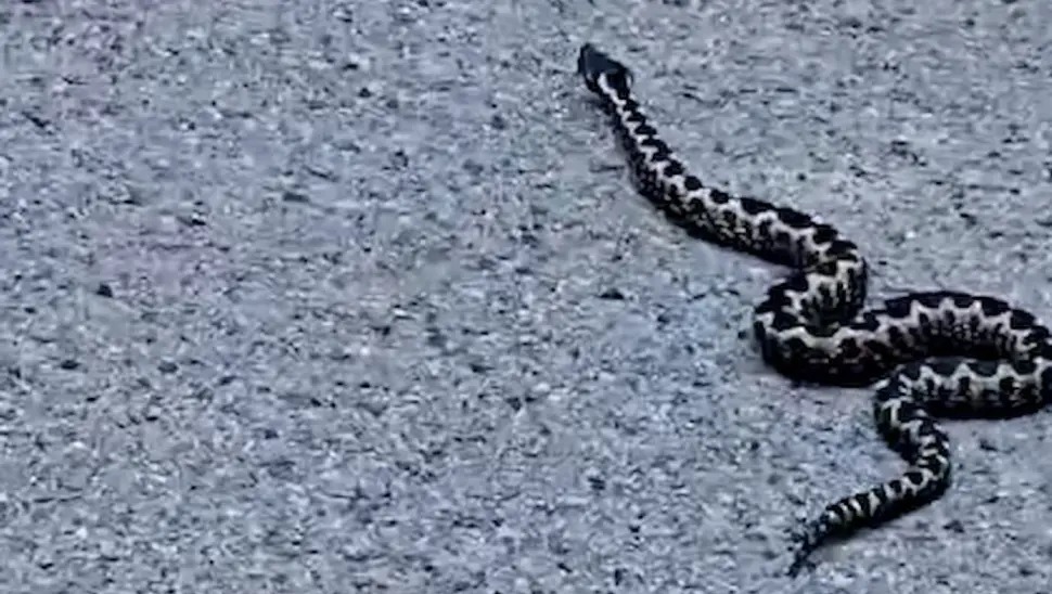 Na Banj brdu snimljen poskok, nije prvi put ove godine (VIDEO)