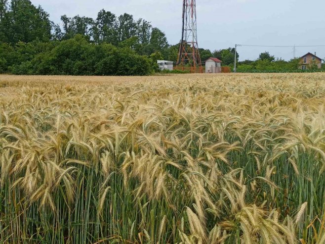 Na “Danima polja strnih žita” u Kladarima kod Srpca predstavljena 51 sorta ozimih usjeva