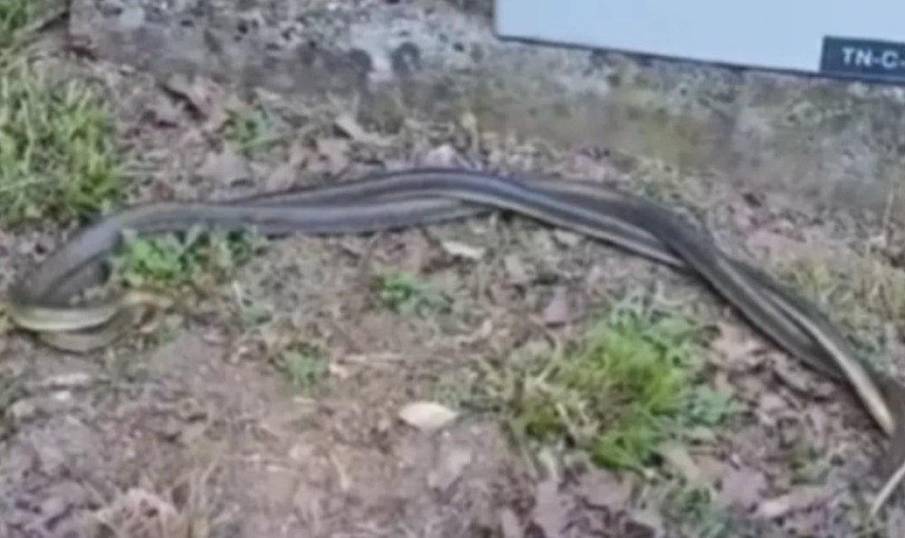 Nesvakidašnja scena zatekla šetače na Banj brdu VIDEO