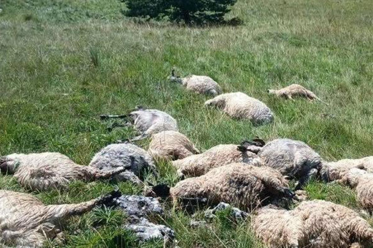 Potresne scene nakon oluje u BiH: Grom usmrtio cijelo stado ovaca (FOTO)