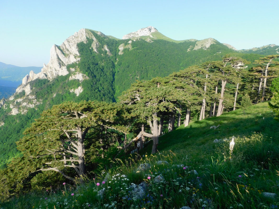 Haotično stanje u NP”Sutjeska” Radnici pravdu traže na sudu
