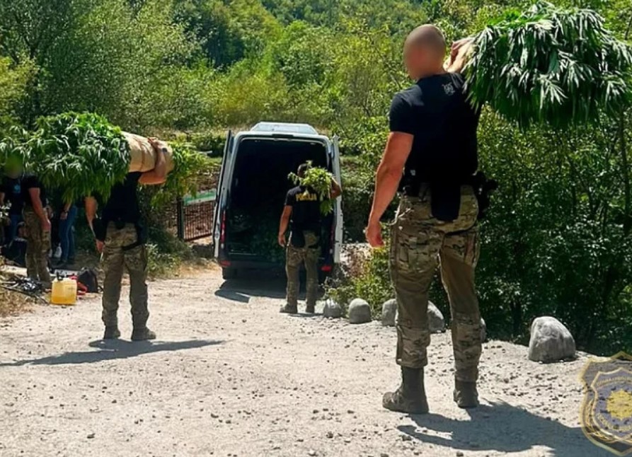 Velika akcija FUP-a kod Mostara: Na 12 plantaža pronađeno 1.679 stabljika kanabisa