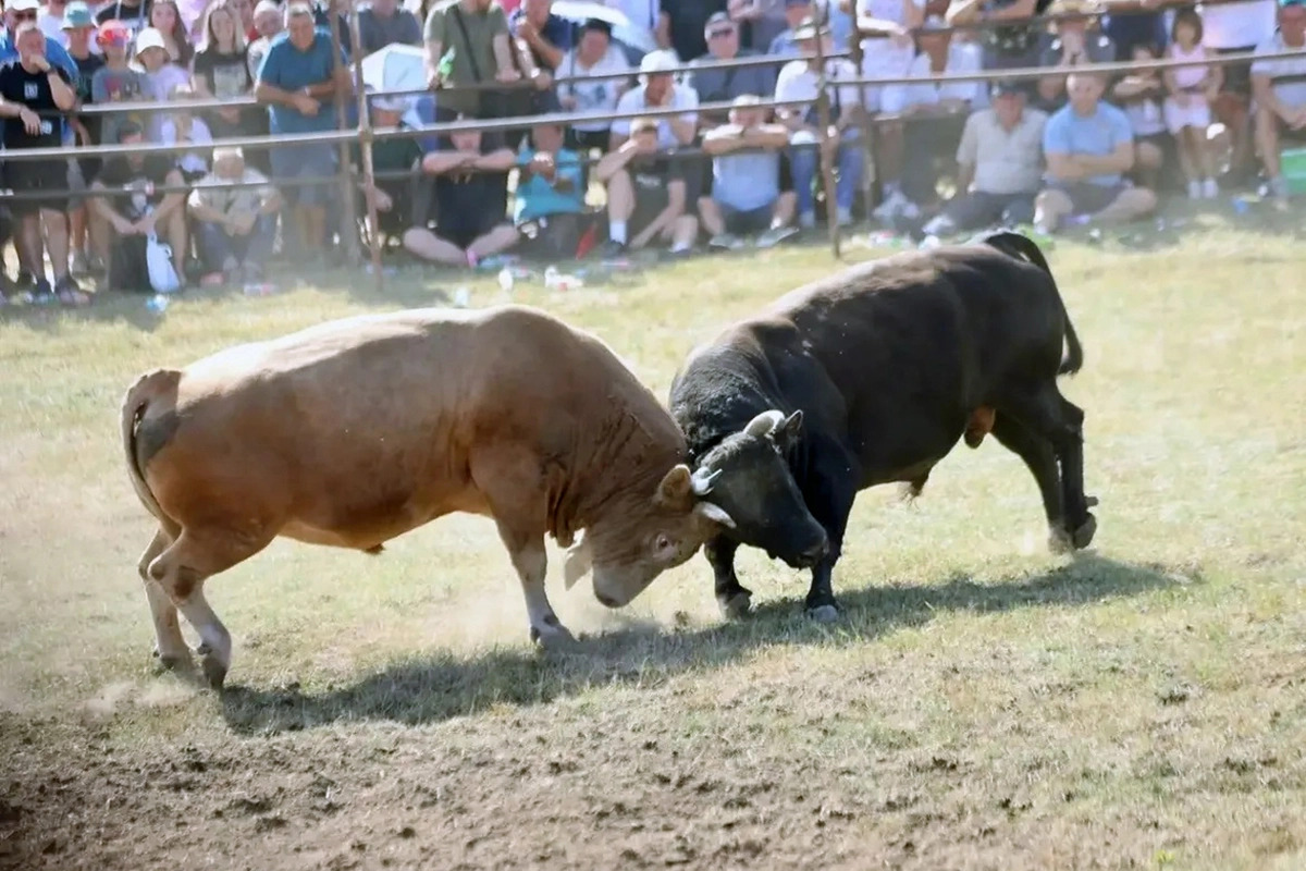 TRADICIJA KOJA TRAJE Na Manjači održana čuvena bodljavina bikova
