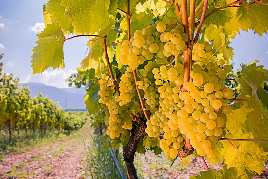 Berba grožđa u Srpskoj stiže ranije, vinogradari očekuju rekordni kvalitet