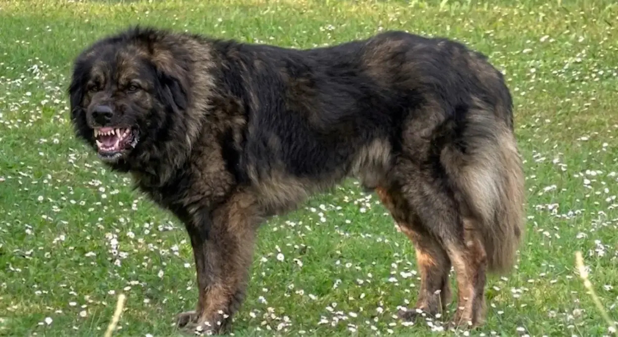 Prišla porodičnom šarplanincu, on je krvnički izujedao! Djevojčica (8) teško povrijeđena