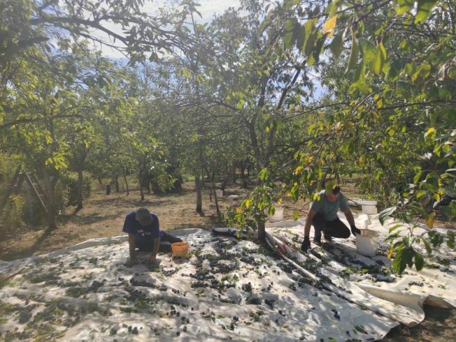 Busnovi kod Prijedora: Na imanju Topića šljive rodile nakon četiri godine
