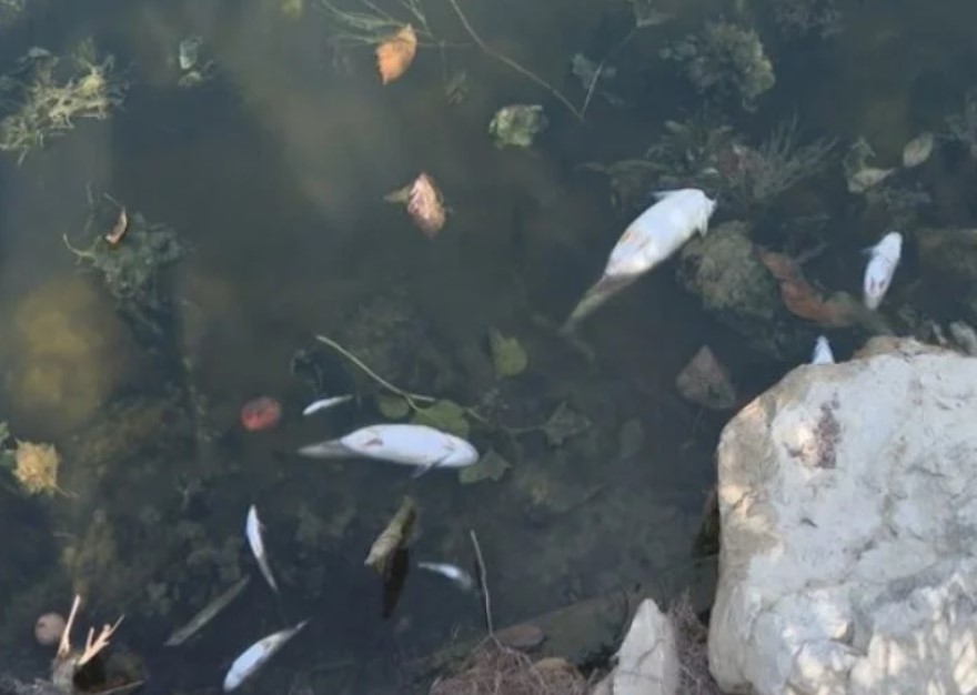Pomor ribe u Spreči kod Doboja